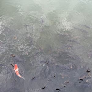 리뷰 이미지 1