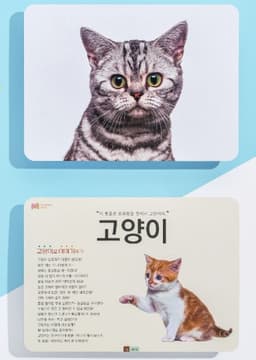 동물 카드 이미지