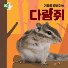 겨울을 준비하는 다람쥐 이미지